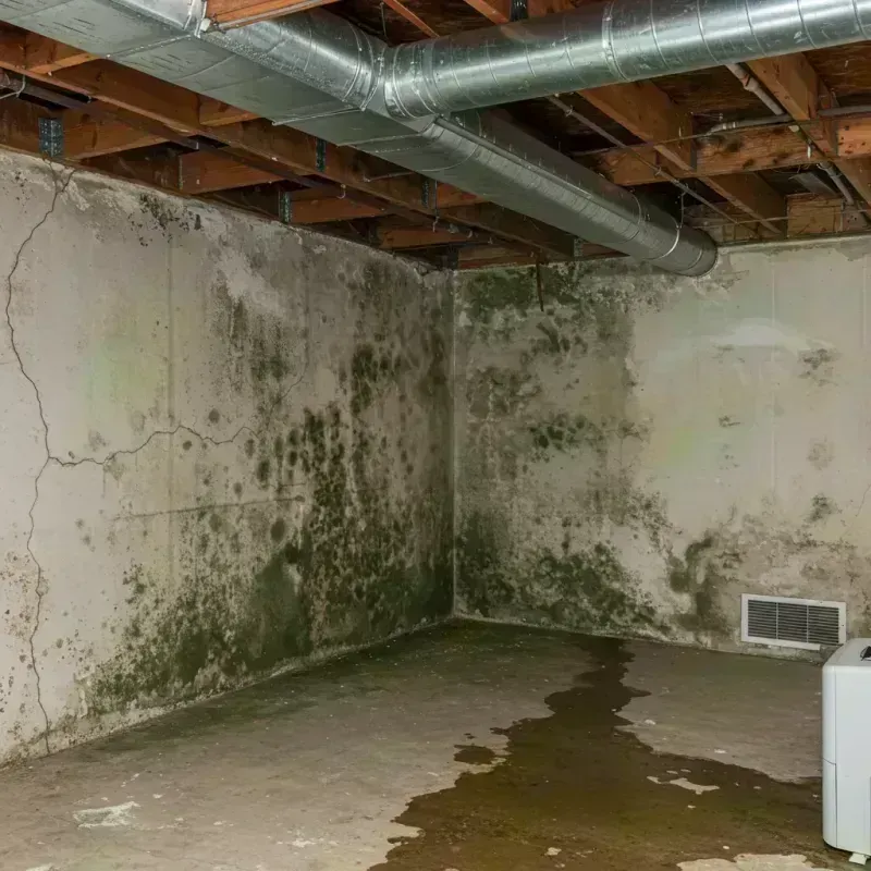 Professional Mold Removal in McLeod County, MN